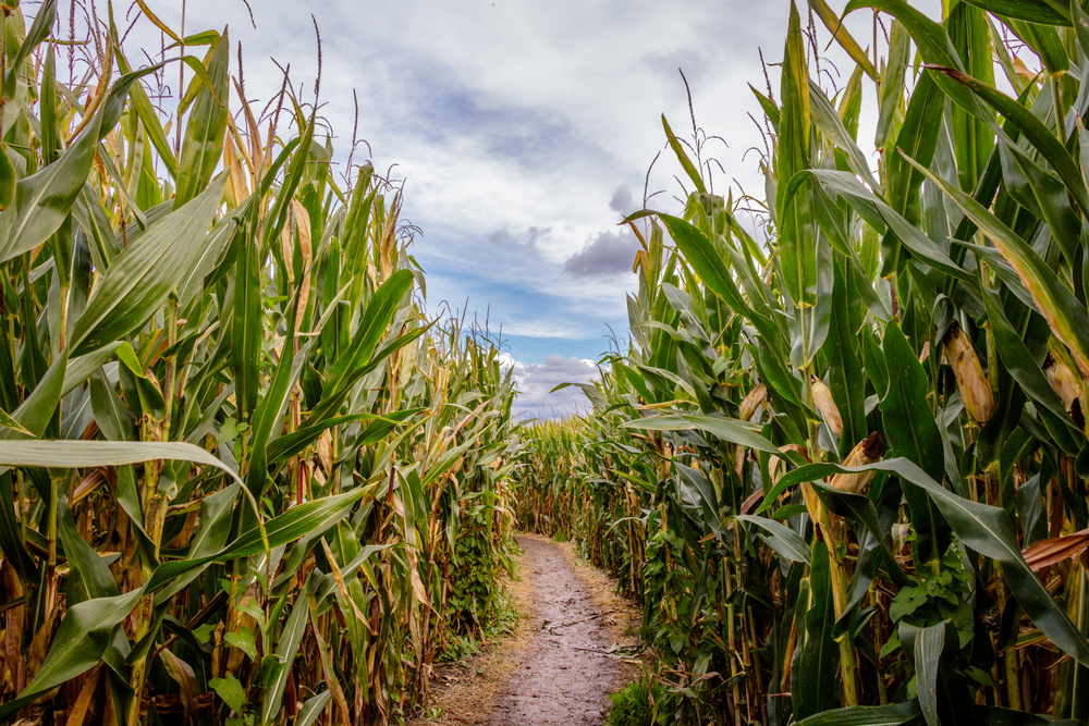 corn maze in Edmonton